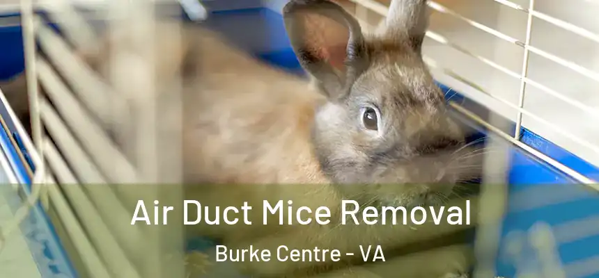 Air Duct Mice Removal Burke Centre - VA
